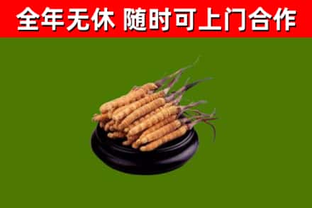 滕州烟酒回收冬虫夏草.jpg